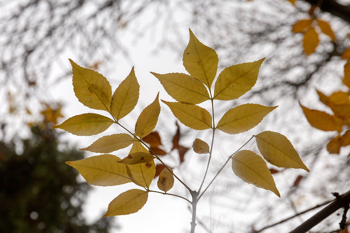 Изображение особи Fraxinus pennsylvanica.