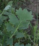 genus Glaucium. Лист. Турция, ил Карс, окр. Ани, овраг Хачидзор. 28 мая 2025 г.