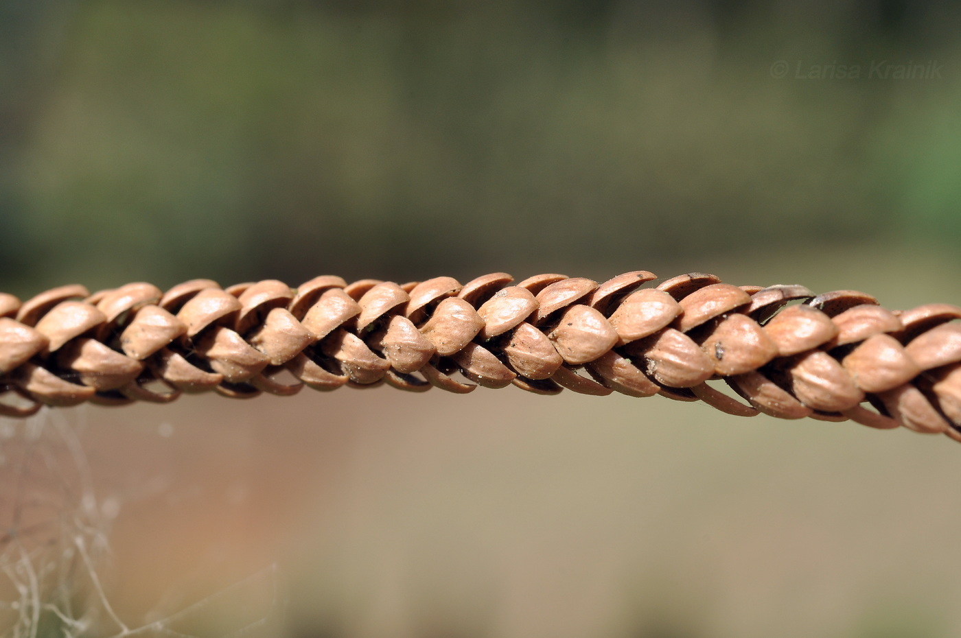 Изображение особи род Araucaria.