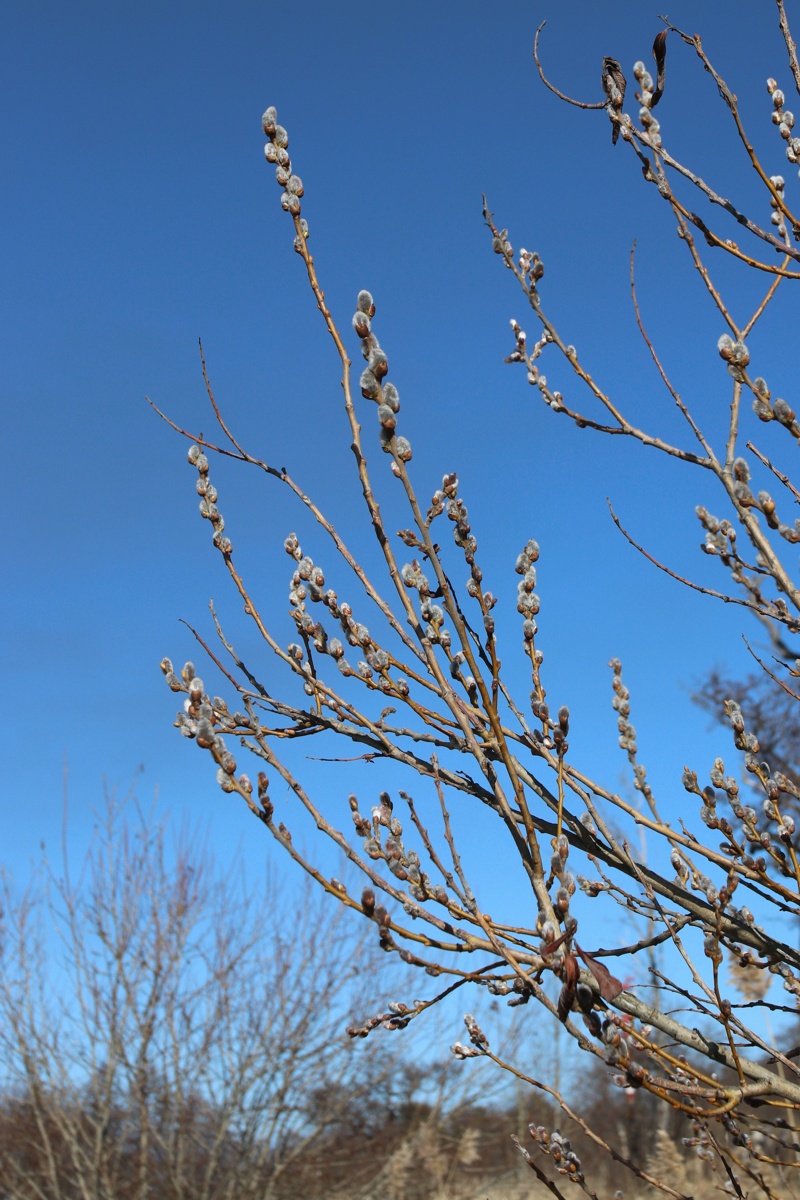 Изображение особи род Salix.