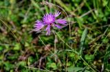 Centaurea jacea. Верхушка побега с соцветием. Тульская обл., Заокский р-н, окр. дер. Дворяниново, окраина залежи. 07.09.2025.