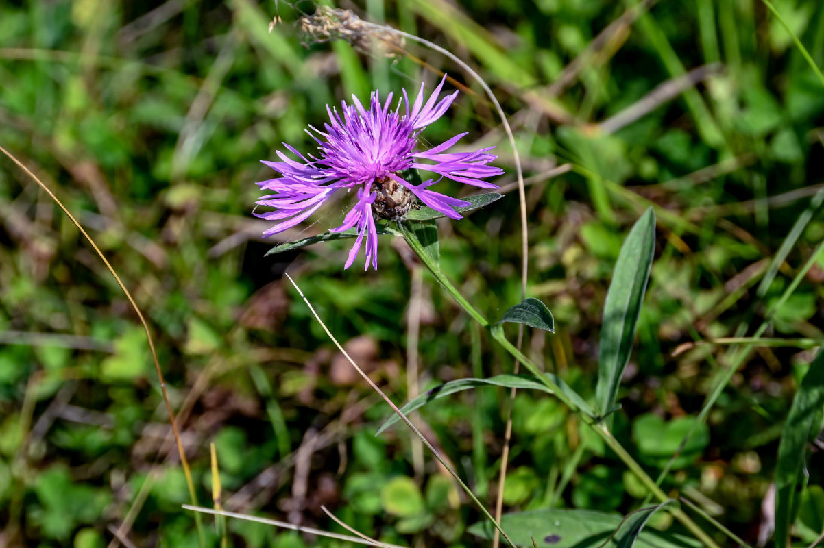 Изображение особи Centaurea jacea.