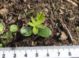 Lupinus polyphyllus. Проросток. Красноярский край, Ермаковский р-н, пос. Танзыбей, сорное на огороде. 17.05.2026.