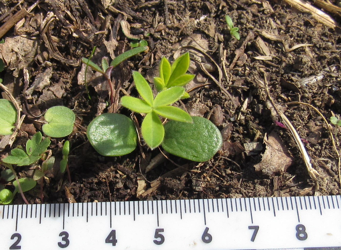 Image of Lupinus polyphyllus specimen.