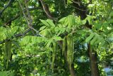 Juglans mandshurica. Часть цветущей ветви. Санкт-Петербург, Кировский р-н, внутриквартальное озеленение. 25.05.2026.