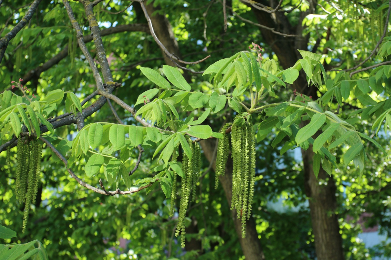Image of Juglans mandshurica specimen.