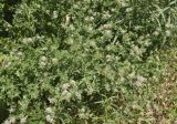 Dorycnium rectum. Верхушки цветущих и плодоносящих веточек. Испания, Каталония, пров. Жирона, комарка Баш Эмпорда, муниципалитет Пальс, кромка залежи на рисовом чеке. 07.06.2026.