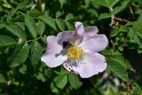 род Rosa
