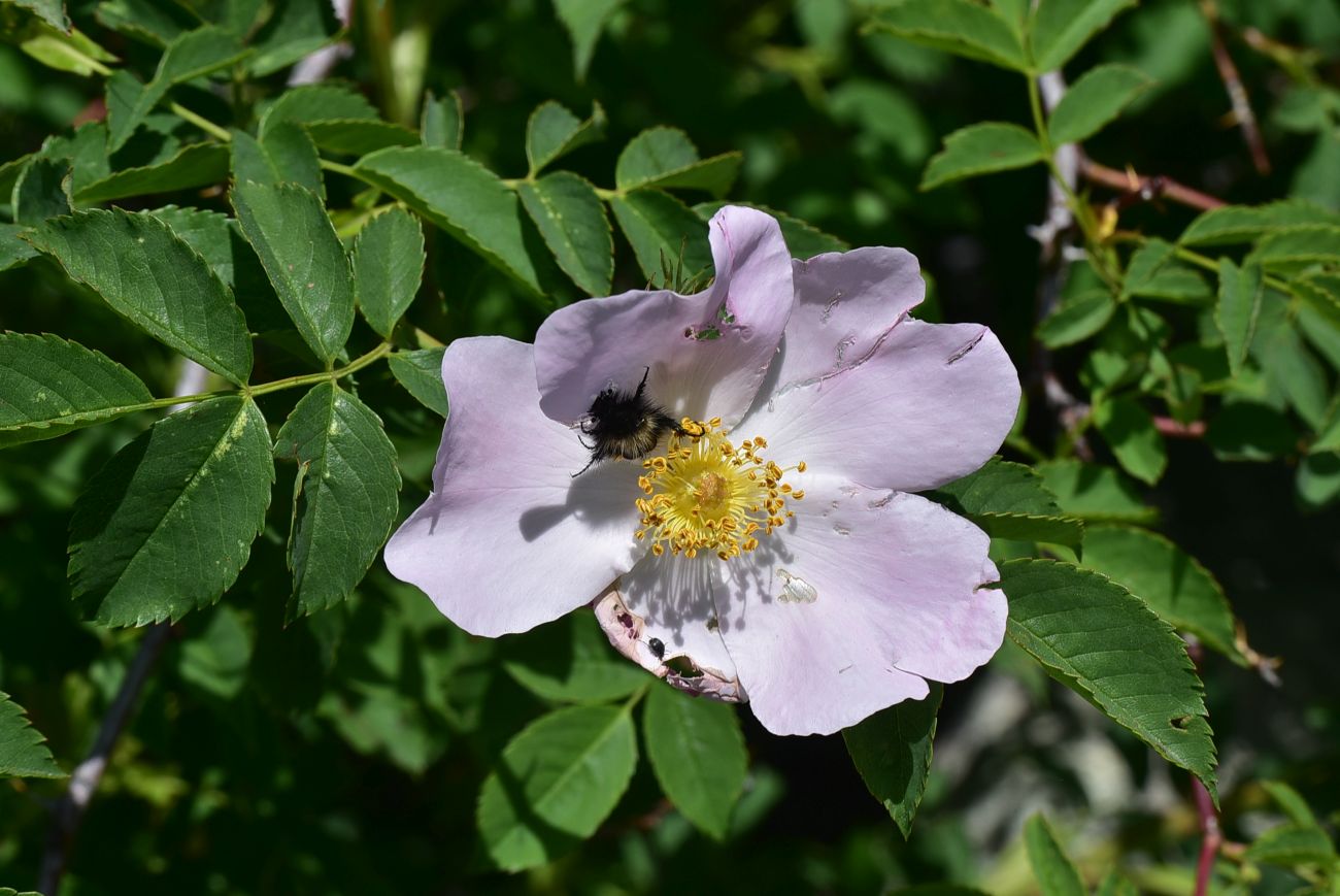 Изображение особи род Rosa.