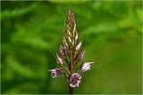 Dactylorhiza fuchsii