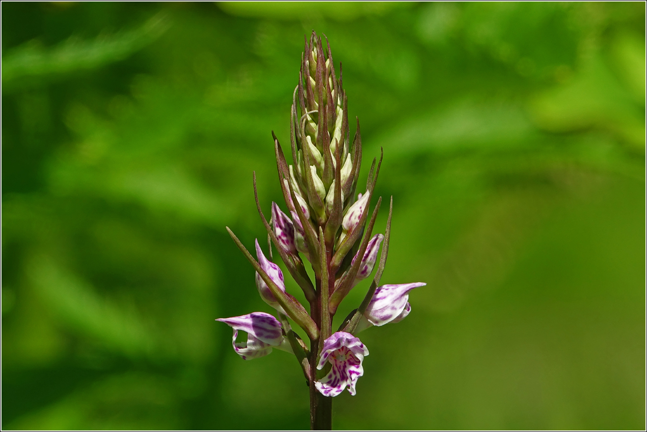 Image of Dactylorhiza fuchsii specimen.