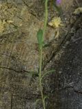 genus Thymus