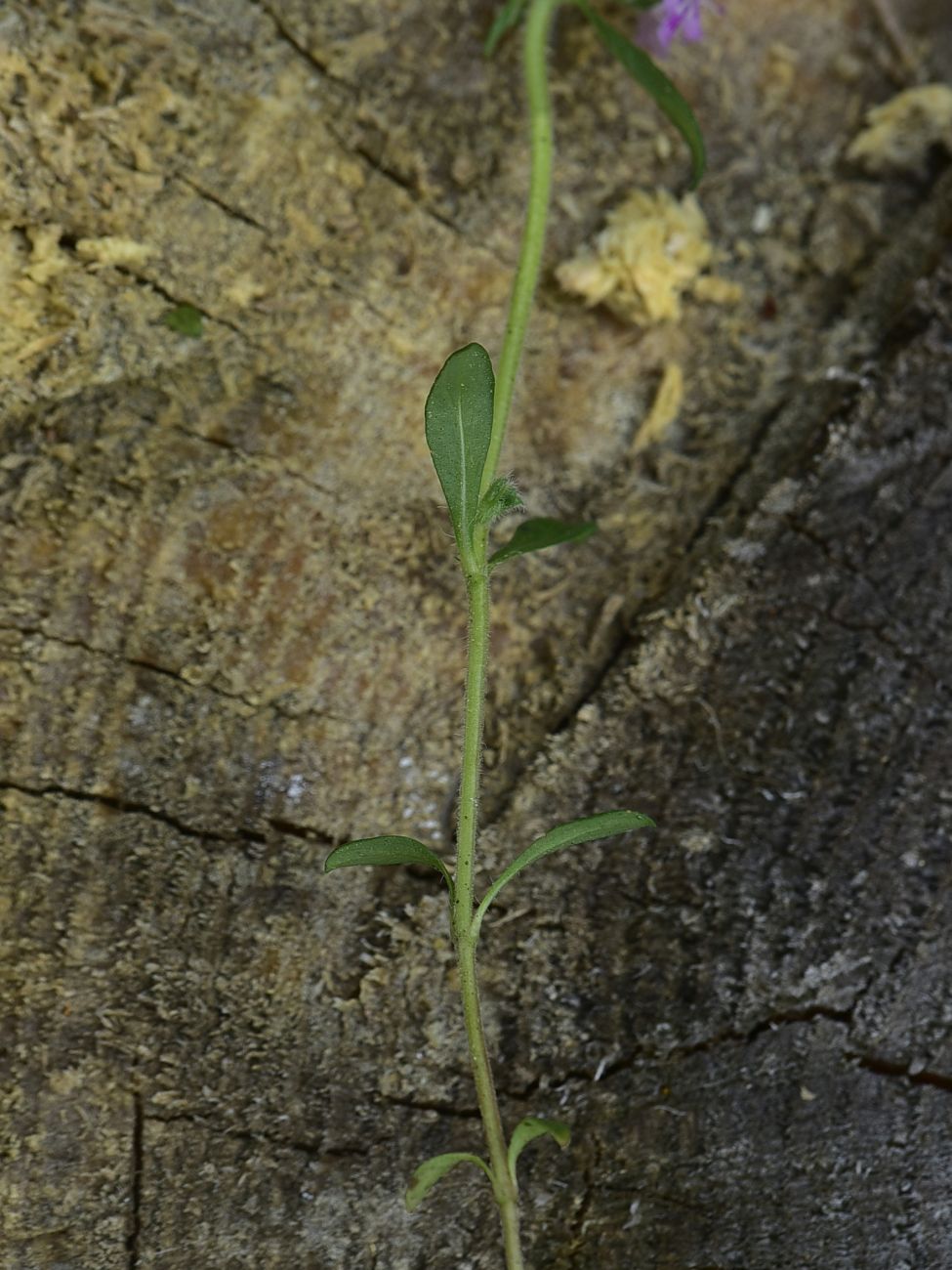 Image of genus Thymus specimen.