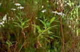 Argyranthemum pinnatifidum