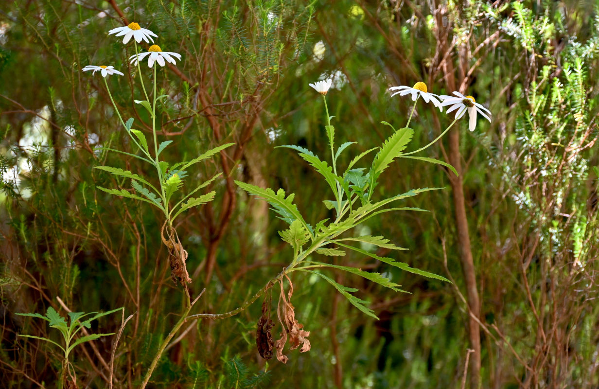 Image of Argyranthemum pinnatifidum specimen.