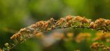 genus Spiraea