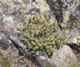 genus Thymus