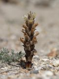 Orobanche camptolepis