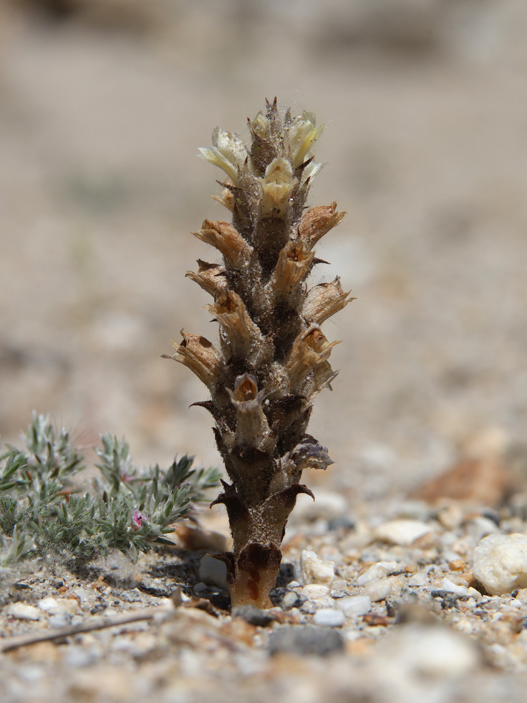 Изображение особи Orobanche camptolepis.