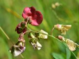 genus Lathyrus. Верхушка соцветия. Турция, ил Артвин, окр. храма Отхта, луг, у тропы. 13 июня 2026 г.