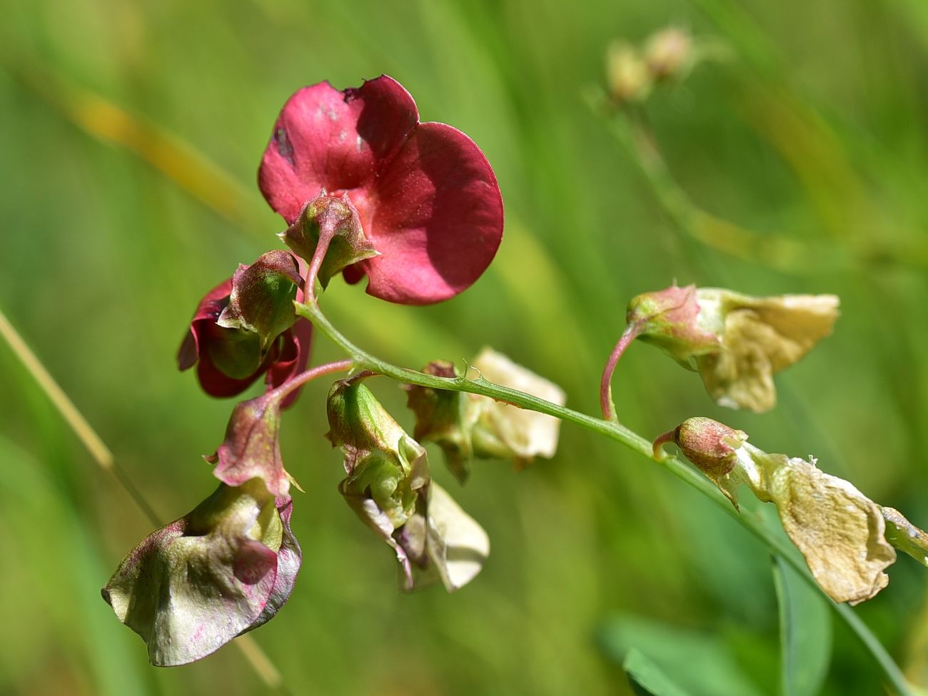 Image of genus Lathyrus specimen.