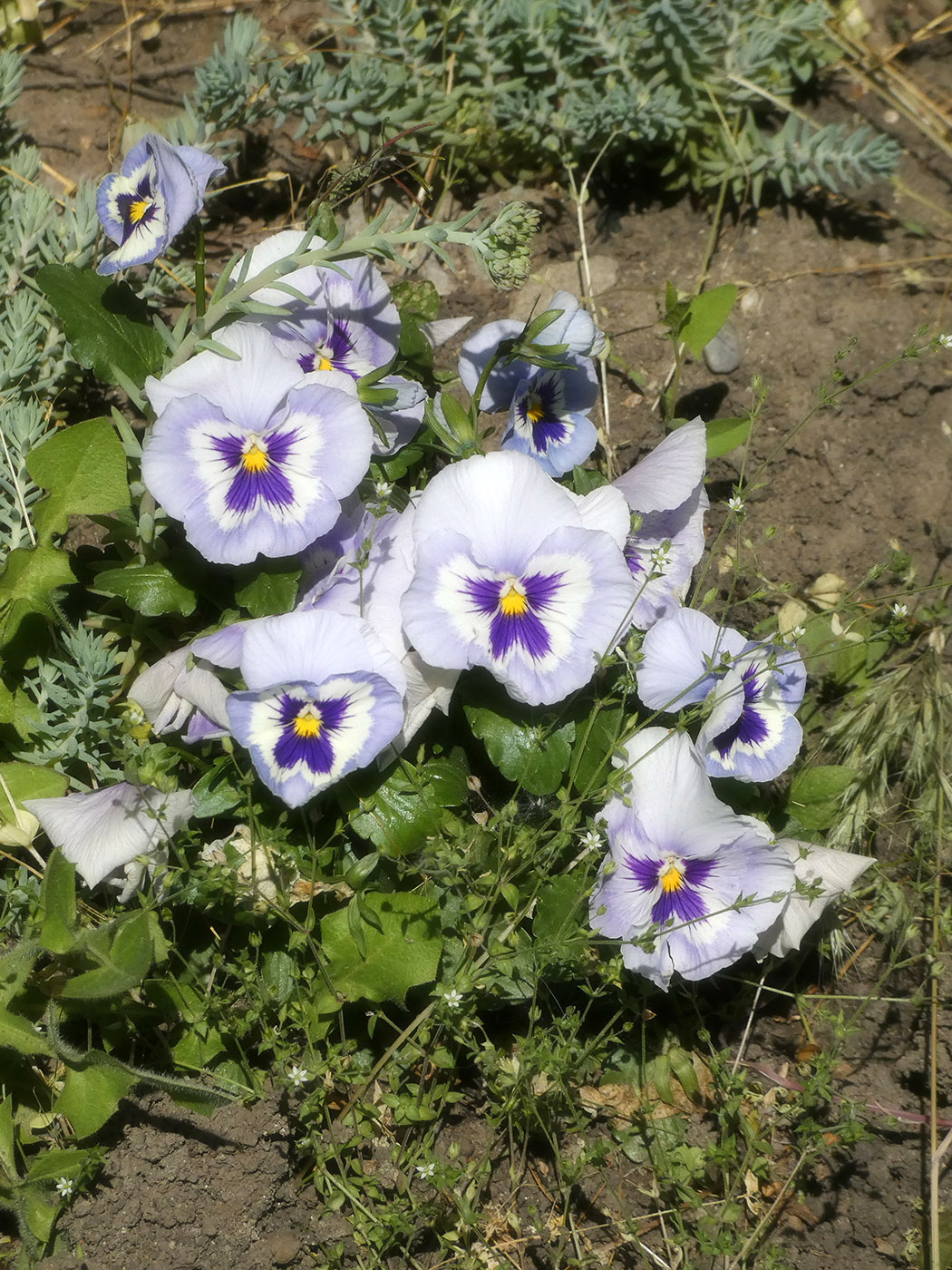 Изображение особи Viola wittrockiana.