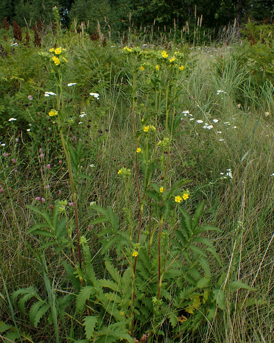 Изображение особи Potentilla longifolia.