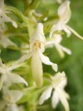 Platanthera bifolia. Цветок. Калининградская обл., Славский р-н, пос. Большаково, участок используется под сенокос. 13 июня 2010 г.