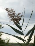 unknown species. Верхушка побега с соплодием. Республика Молдова, муниципалитет Кишинёв, г. Кодру, пустырь. 26 сентября 2026 г.