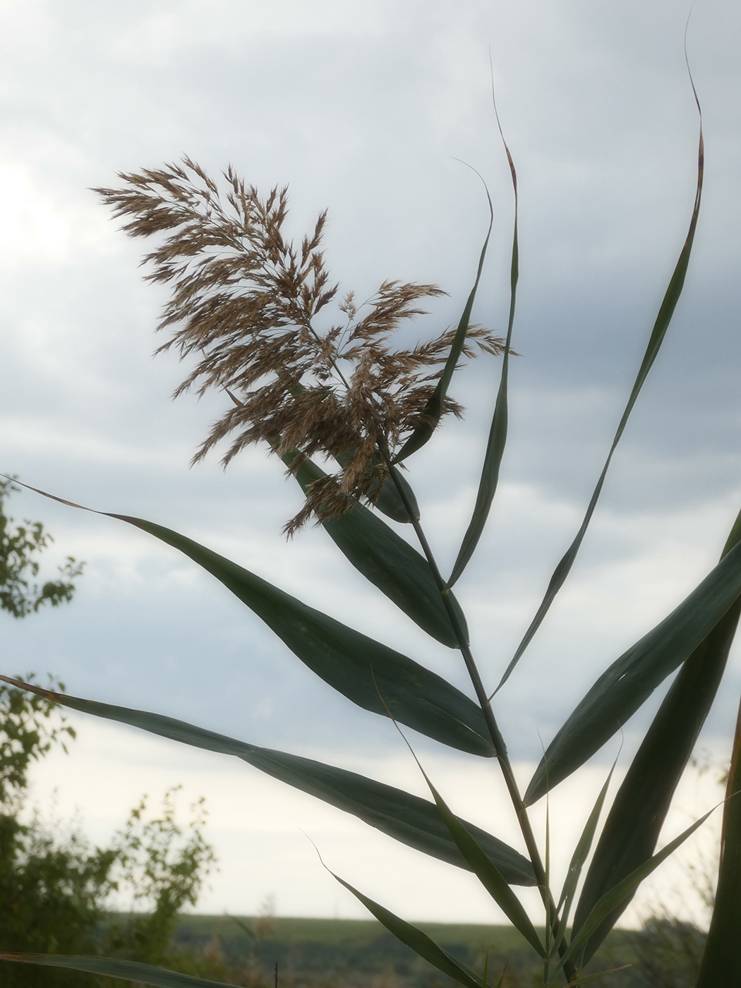 Image of Unknown species specimen.