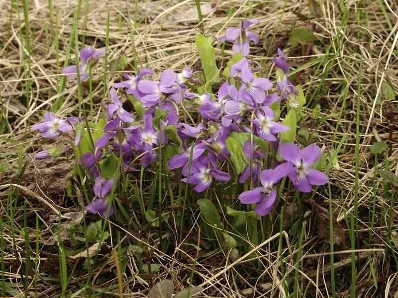 Изображение особи род Viola.