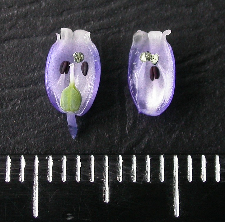 Image of Muscari armeniacum specimen.