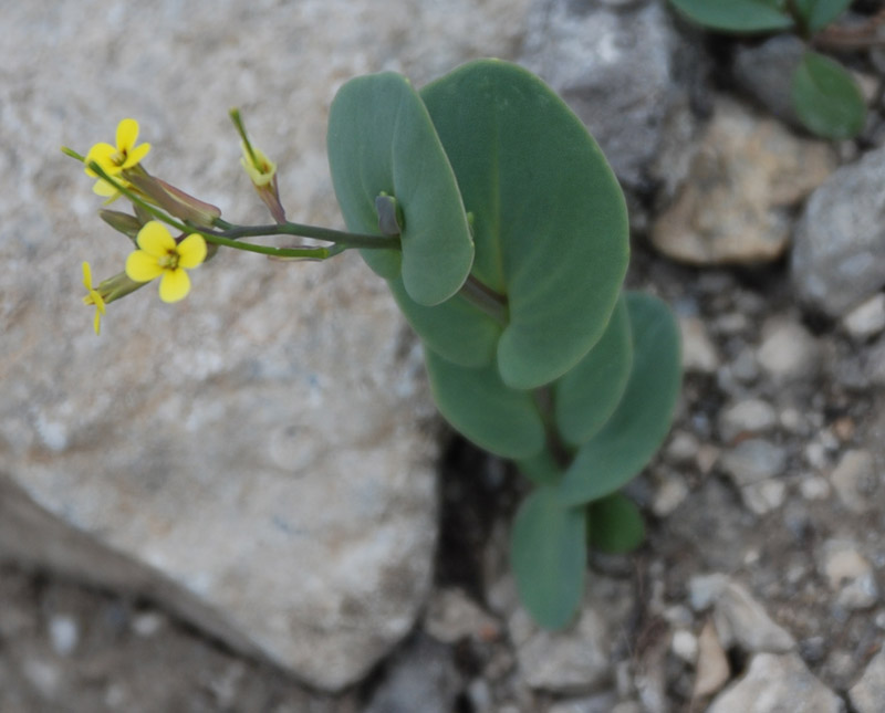 Изображение особи Conringia clavata.