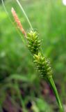 Carex pallescens