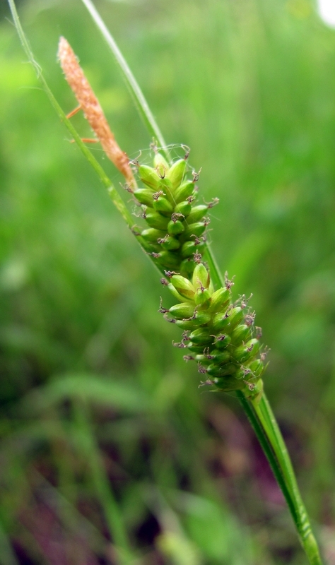 Изображение особи Carex pallescens.