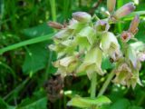 Pulmonaria mollis