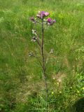 Cirsium palustre