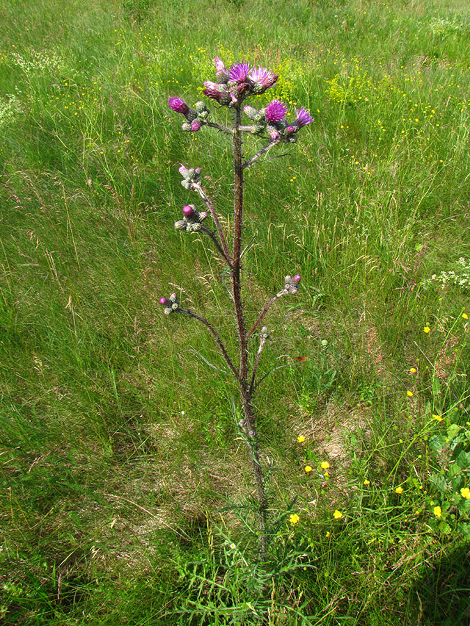 Изображение особи Cirsium palustre.