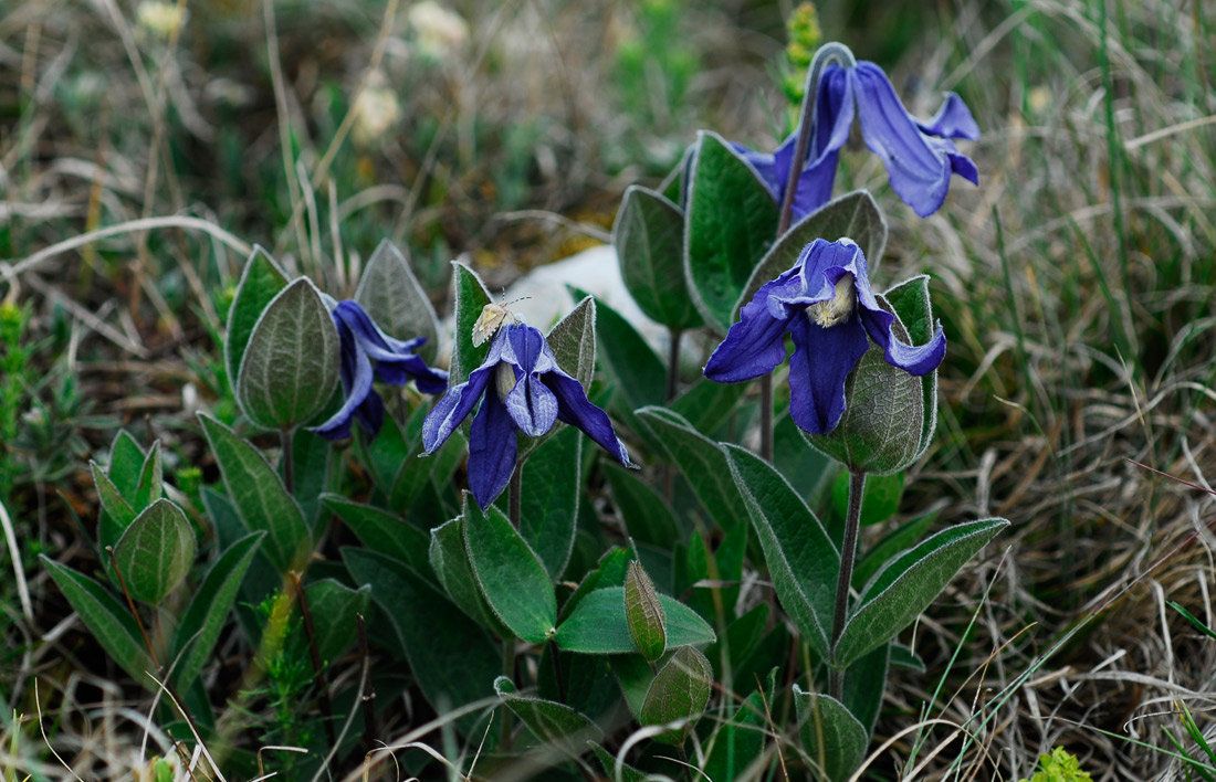 Изображение особи Clematis integrifolia.