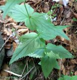 Veronica urticifolia. НИжняя часть цветущего растения. Украина, Ивано-Франковская обл., Надворнянский р-н, Природный заповедник \"Горганы\", лиственный лес. 16 июня 2011 г.