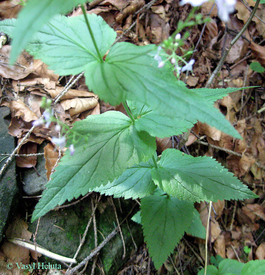 Изображение особи Veronica urticifolia.