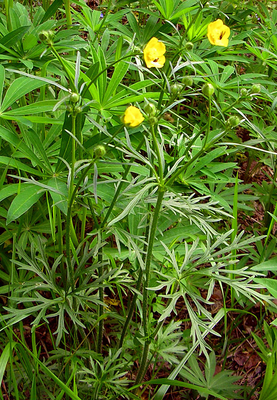 Image of Ranunculus polyanthemos specimen.