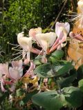 Lonicera caprifolium