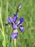 Iris sibirica