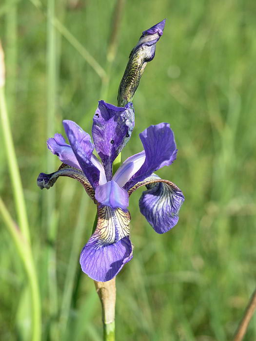 Image of Iris sibirica specimen.