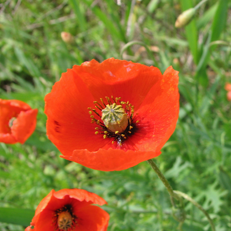 Image of Papaver stevenianum specimen.