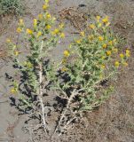 Scolymus hispanicus