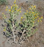 Scolymus hispanicus. Цветущее растение. Черногория, окрестности города Ульцинь. 08.07.2011.