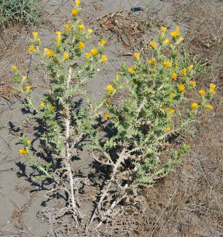 Изображение особи Scolymus hispanicus.