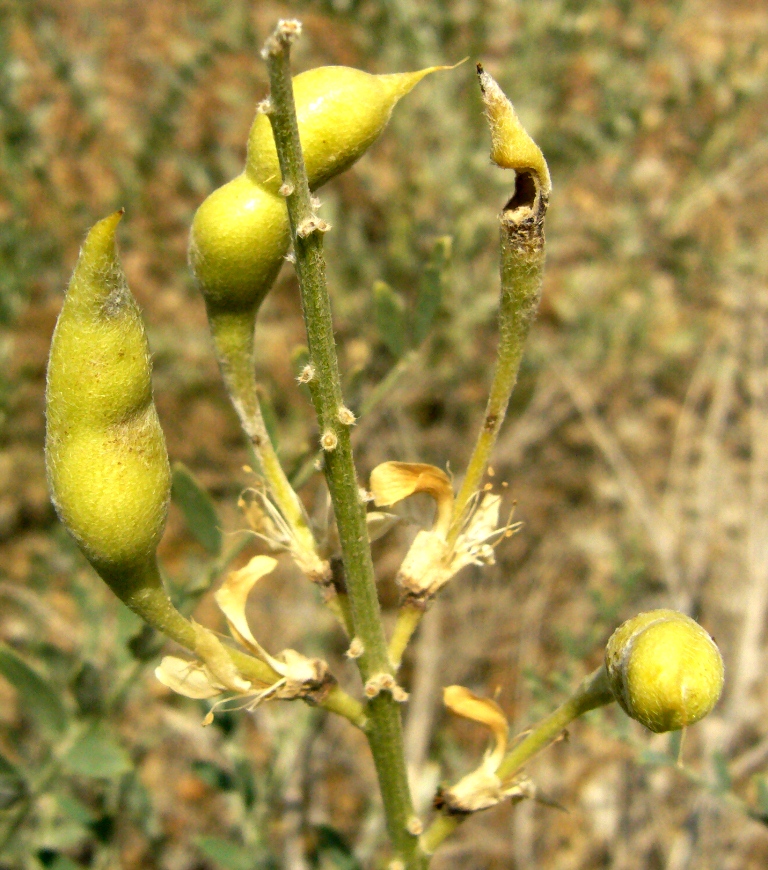 Изображение особи Goebelia pachycarpa.